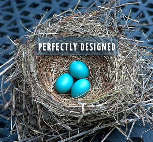 blue eggs in a nest perfect design