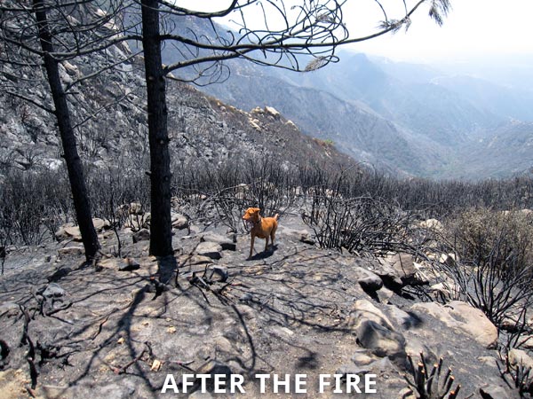 Image of after the fire with Lulu, the dog